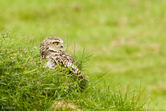 Burrying Owl