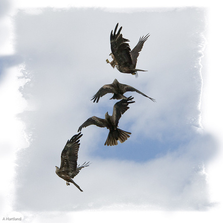 Black Kites Fighting mid-air
