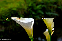 S1000608-Edit